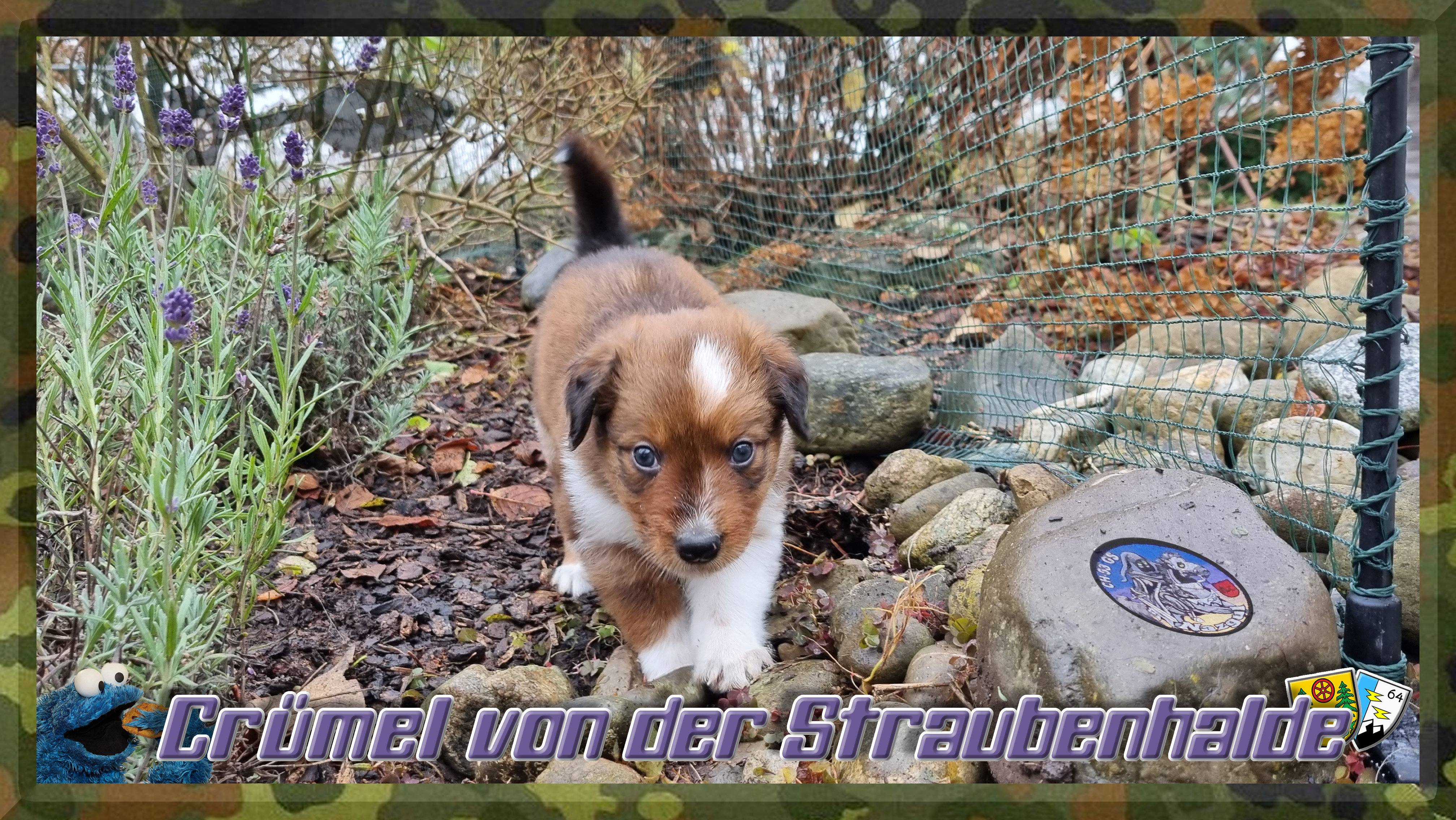 Wäller von der Straubenhalde